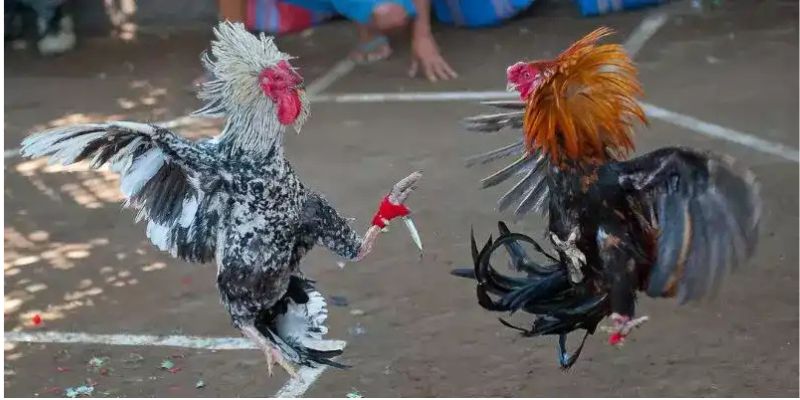 Gắn cựa đúng quy chuẩn
