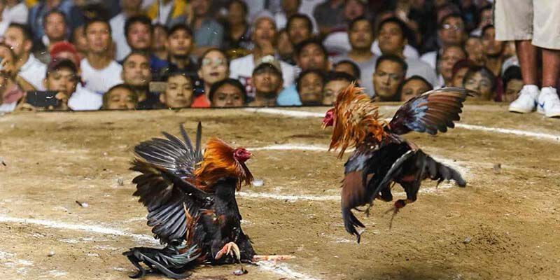 Mẹo chơi đá gà philippines dễ thắng trên j88