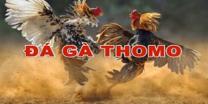 Đặt Cược Đá Gà Thomo Kịch Tính Trên Nền Tảng Uy Tín J88