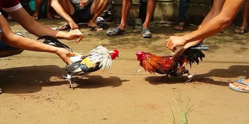 Đá gà thomo j88 minh bạch
